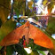Hawk moth