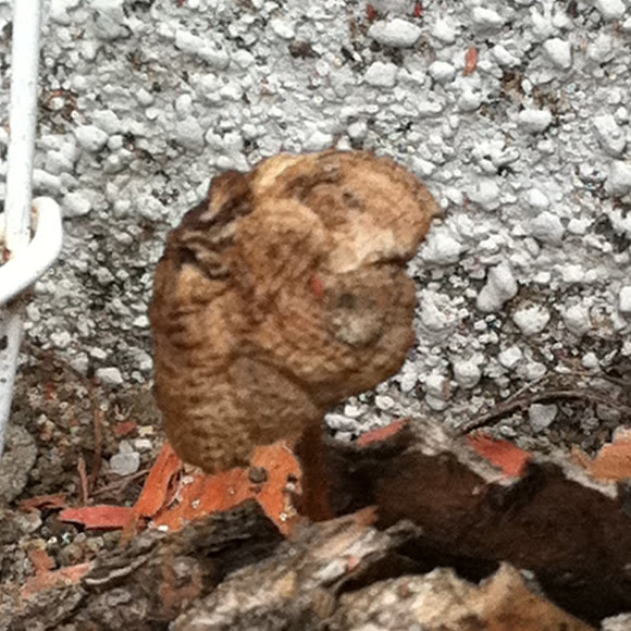 Spotting Image 1