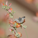 Checkered Skipper