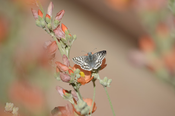 Spotting Image 1