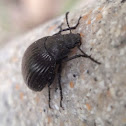 Small black beetle