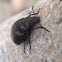 Small black beetle