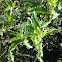 Southern woodland penstemon