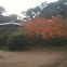 Flowering Cherry