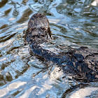 American Alligator