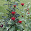 Bee Balm