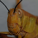 Giant Grasshopper