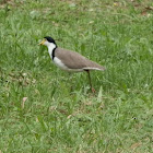 Masked Lapwing