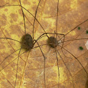 Harvestmen