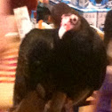 Turkey vulture