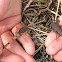 Bark scorpion pair