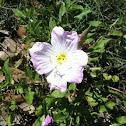 Pink evening primrose