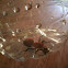 Eastern Velvet Ant