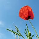 Klatschmohn / Corn Poppy