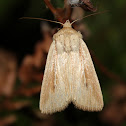 Noctuid Moth