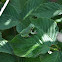 grey tree frog