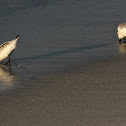 Sanderling