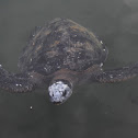 Tortuga Verde / Green Sea Turtle