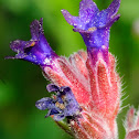 Common Bugloss, Chupamieles