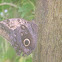 Giant Owl Butterfly