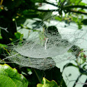 Russian Tent Spider Web