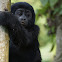 Mountain Gorilla (Juvenile)