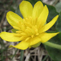 Lesser Celandine