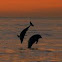 Dolphins