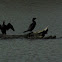 Double-crested Cormorant
