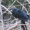koel