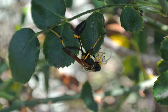 Spotting Image 1