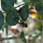Mud Dauber Wasp with Crab Spider