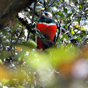 Montain trogon, Trogon mexicano