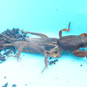 Mole Cricket