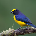 Orange-bellied Euphonia