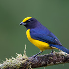 Orange-bellied Euphonia