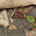 Leafcutter Ants