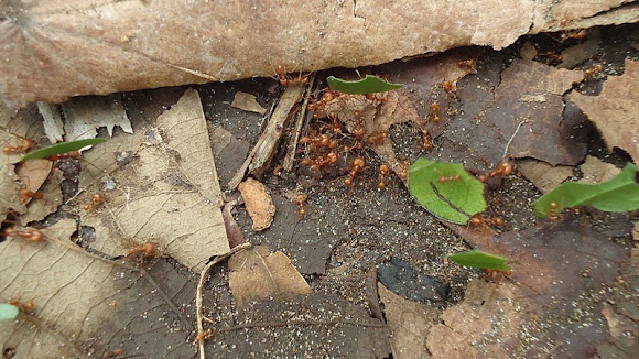 Spotting Image 1