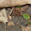 Leafcutter Ants