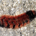 Woolly Bear Caterpillar