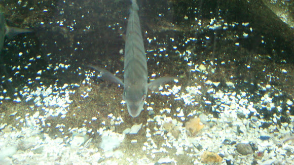 Spotting Image 1