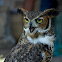 Great Horned Owl