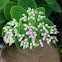 Autumn joy sedum