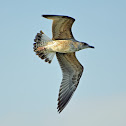 Yellow-legged Gull (juvenile)