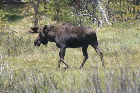 Spotting Image 1