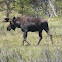 Moose (North America) or Eurasian elk (Europe)
