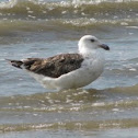 Great Black-backed Gull