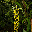 Pitcairnia sp.
