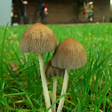 Coprinellus congregatus/Gezellige donsinktzwam