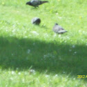 pigeon